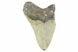 Partial, Fossil Megalodon Tooth - North Carolina #373169-1